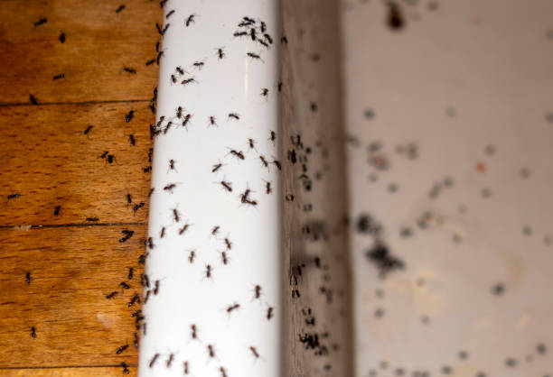 Best Emergency Pest Control  in West Crossett, AR