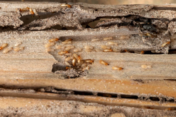 Best Pest Removal Services  in West Crossett, AR